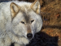Arctic Wolf 046